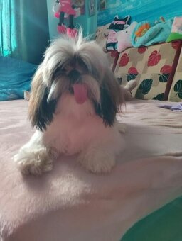Sprzedam Psa rasy Shih tzu - 6