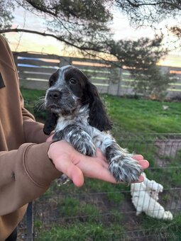Cocker spaniel angielski - 6