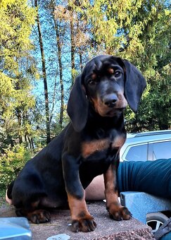 Gończy Słowacki KOPOV ZKwP FCI - 6