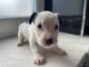 Jack Russell Terrier - 6
