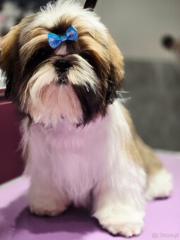Shih tzu z rodowodem ZKwP FCI szczeniak paszport - 6
