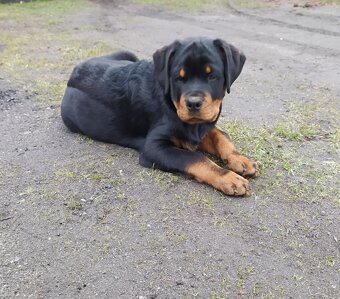 Rottweiler - 6