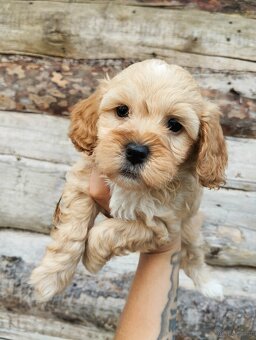Cockapoo f1b - 6