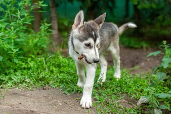 Szczeniaki husky ZKwP/FCI gotowe do odbioru - 6