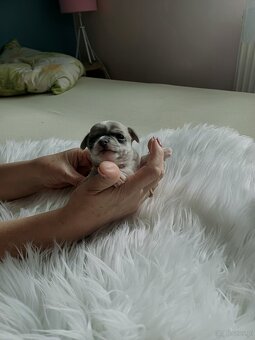 Chihuahua szczenięta - 6