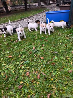 Jack Russell Terrier - 6