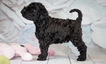 Szczeniak Kerry Blue Terrier - 6