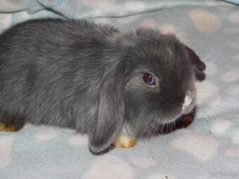 Baranki mini lop - 6