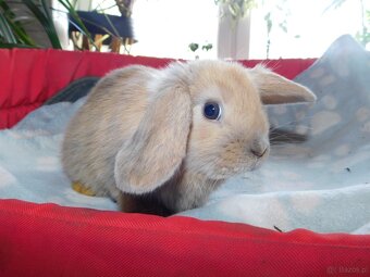 Baranki mini lop - 6