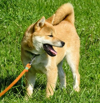 Shiba Inu, czerwony, pięciomiesięczny piesek - 6