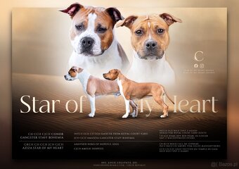 Amstaff - 6