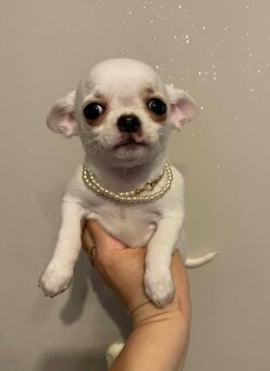 Chihuahua śliczny biały piesek - 6