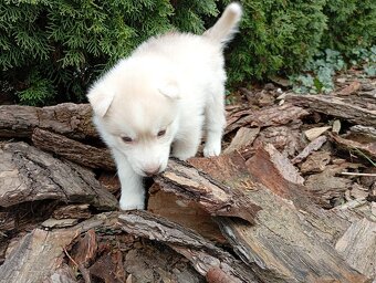 Siberian husky - 6
