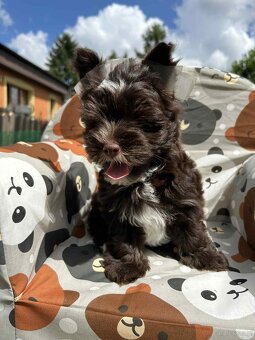 York Biewer terrier - 6
