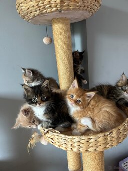 Koki Rasy Maine Coon - 6