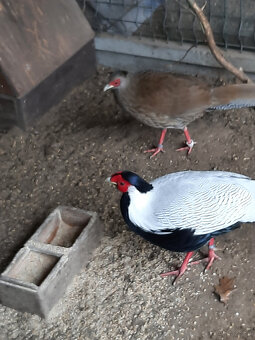 sprzedam  młode bażanty - 6