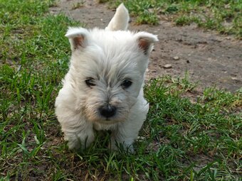 Szczenięta West Highland White Terrier - 6