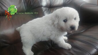 Polski Owczarek Podhalański FCI - 6