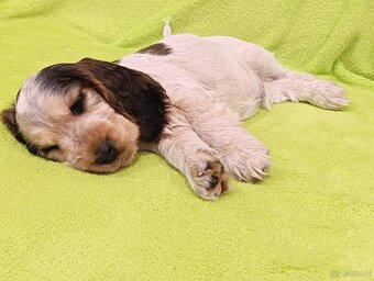 Cocker spaniel angielski - 6