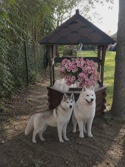 Siberian husky boy - 6