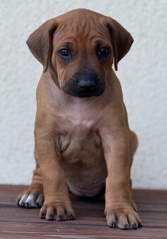 Rhodesian ridgeback - 6