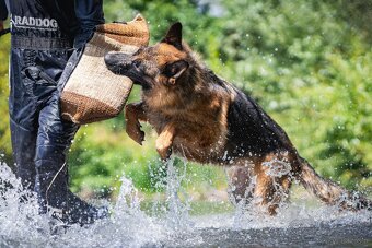 NĚMECKÝ OVČÁK S PP - FROM CZECH REP. OLOMOUC - 6