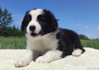 Piękna rasowa suczka - Border Collie z pełną dok. - 6