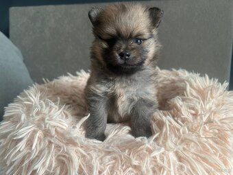 Szpic Miniaturowy, Pomeranian - 6