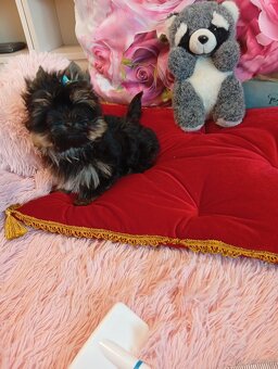 Mini samczyk Yorkshire terrier do 2 kg . - 6