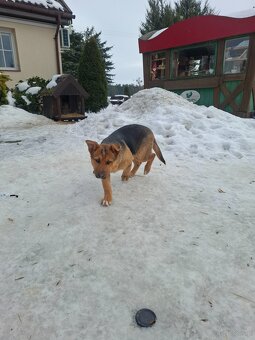 Oddam suczkę cztery miesiące - 6