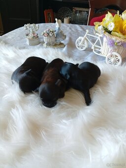 Mini suczka Black Yorkshire terrier,nie biewer. - 6