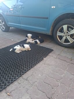 Border collie - 6