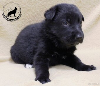 Owczarek niemiecki krótkowłosy szczeniaki o: Mistrz Świata - 6