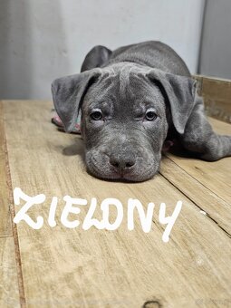 Oddam szczeniaki - 6