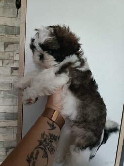 Shih Tzu Tricolor Suczka - 6