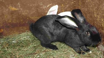 sprzedam króliki - 6