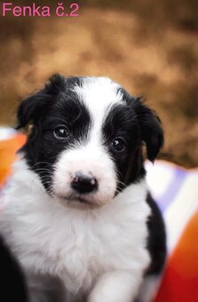 Border Collie - 6