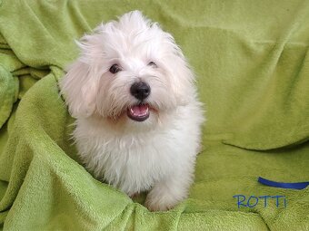 SAMIEC biały piesek Coton De Tulear szczenię ZHPR UCI Kraków - 6