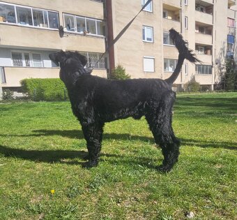 Sznaucer Olbrzym czarny reproduktor krycie - 6