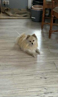 Szpic Miniaturowy - 6