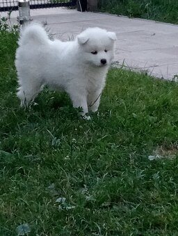 Samoyed - szczenięta - 6