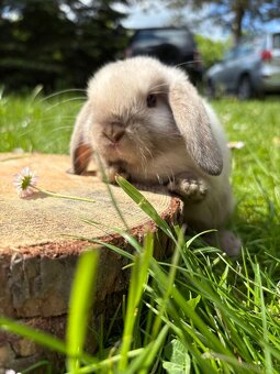 Królik miniaturowy mini lop seal point - 6