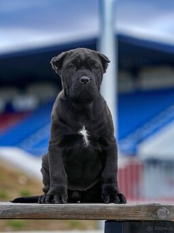 Bandog šteniatka - 6