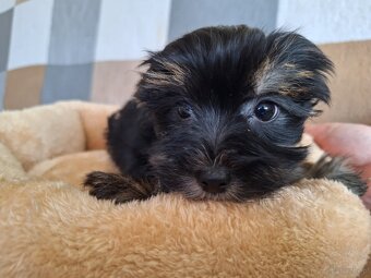 Piesek York Black Tan - 6