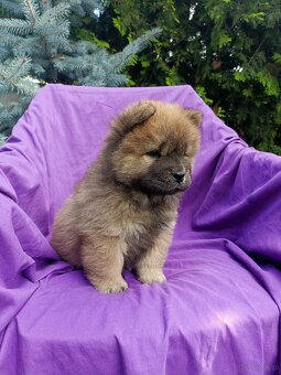 Wzorcowe Chow Chow Czał Czał rodzice FCI - 6