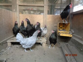 La Fleche-jaja legowe - 6