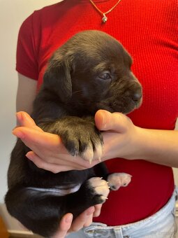 Szczenięta Cane Corso z FCI - 6