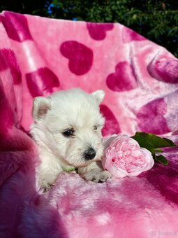 Wzorcowa suczka West highland white terrier ojciec FCI - 6