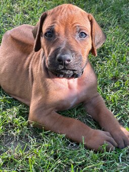 Rhodesian Ridgeback s pp - 6