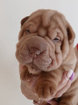 Sharpei, šarpej stěně s PP - 6